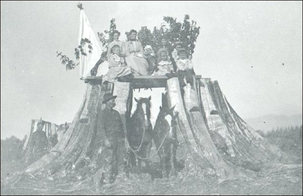 (South fork stump)