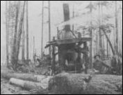 (Donkey Crew on log)