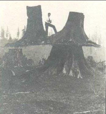 (Stumps after floods)