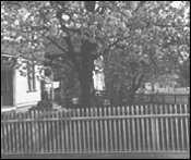 (Decatur cherry tree)